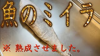 3日間熟成させたオオモンハタ晩酌【見た目はミイラ、中身は絶品！】