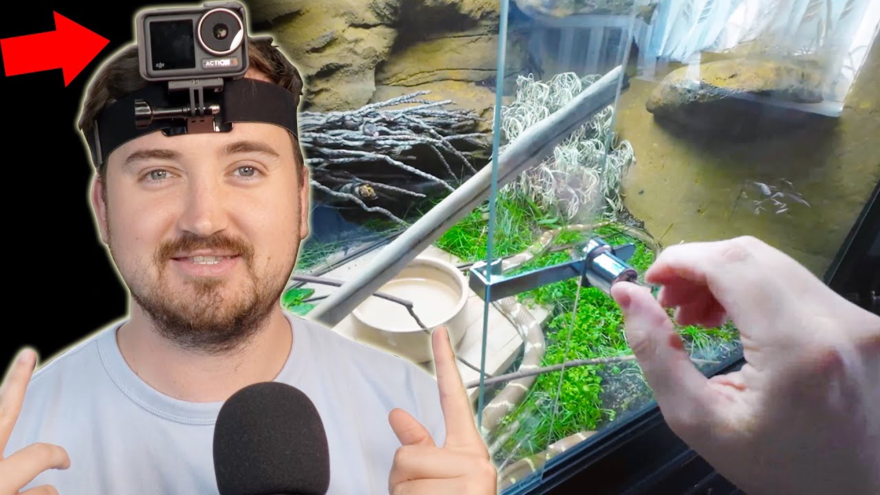 Feeding Snakes Youtube