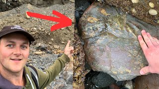 MONSTER Ammonite Found While Hunting For Fossils