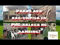 Paano ako nagsimula sa pag aalaga ng kambing | JMV Backyard Farm | Goat farming | Goat house