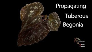 How to Propagate Tuberous Begonias