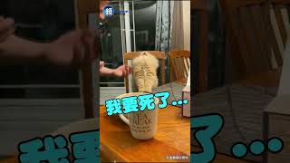 貓貓第一次吃冰淇淋  驚嚇表情太浮誇！ #shorts ｜鏡週刊