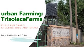 Urban Farming Trisolace Farms Ghana Jobs