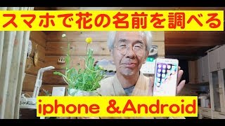 スマホで花の名前を調べる