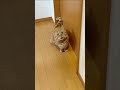 なんとなく会話が成り立ってるような気がするパパ猫の鳴き声がかわいすぎる！ 猫の鳴き声 shorts