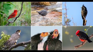 A Virtual Birding Vacation in Greater Zion, Utah