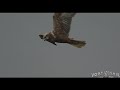 different marsh harriers in flight