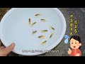 土佐錦🐟️丸鉢青仔数を減らします