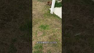 【柴犬もち】まだうちの子じゃないとき！#shorts