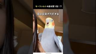 世界で一番賢い音楽家、オカメインコ編