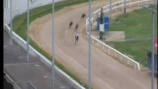 IGB - We Race Four Nights Every Week A4  28/06/2019 Race 1 - Shelbourne Park