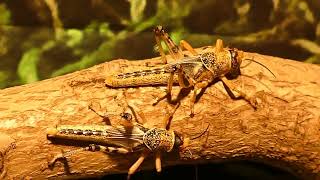 Insect Animals (Description and Examples Of Insect Animals) #Hewan Serangga