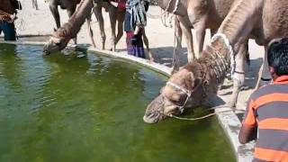 Camel's drinking water