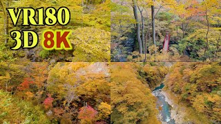 [8K VR180 3D ] 国指定名勝「吾妻峡」の紅葉 Autumn leaves at Agatsuma-kyo Valley,Gunma,Japan