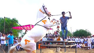 Horse dance compitition घोड़ी का अनोखा डांस | New Marwadi Dj Song 2022