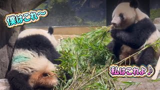 真剣に笹を選ぶシャオくんとレイちゃん🐼美味しいのは見つけたかな🌿🐼😁　9月5日 Ueno Zoo Panda