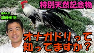 特別天然記念物！土佐のオナガドリ