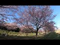 埼玉県 坂戸市 絶景 北浅羽桜堤公園