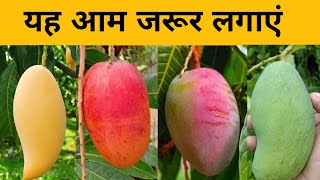 Baramasi Mango Tree||Baramasi Mango Tree||