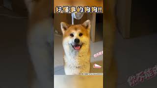 秋田犬無法跟出門　眼神比悲傷更悲傷｜TVBS新聞｜擠看看 #shorts