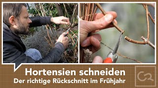 Hortensien schneiden – Der richtige Rückschnitt im Frühjahr