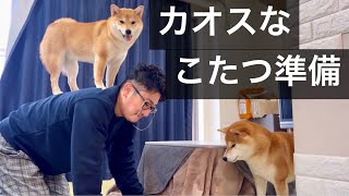 今年初めてのこたつを出したら、柴犬が興奮してこうなりました