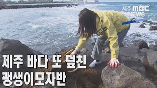 [제주MBC뉴스] 제주 바다 또 덮친 괭생이모자반  / 2023년 2월 2일