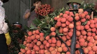 After China woes, Vietnam's lychee farmers head to new markets