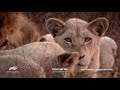 Animal Planet - White Lions: Born Wild