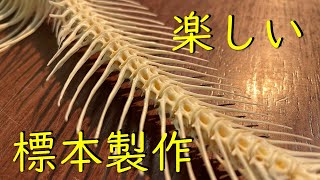 【骨格標本を作ろう！】縄文人の食卓を復元せよ－きみは３つのミッションをクリアできるか