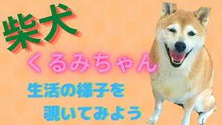 【柴犬】シニア犬の一日を そっと覗いてみたよ。