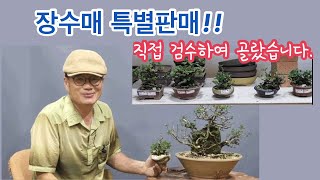 장수매 특별판매/소품분재