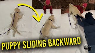 Golden Puppy Tried to Follow Girl After She Climbed up the Snow Wall but Kept Sliding Back