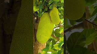 Awesome jackfruit #shorts