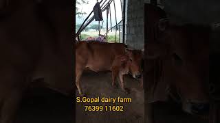 Tenkasi to Tirunelveli All types of HF and JERSEY cow available #madusales #cowfoesales #dairyfarm