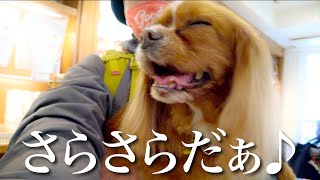 トリミング後にお迎えに来たママを見つけて興奮が止まらない愛犬がカワイイw【キャバリア】