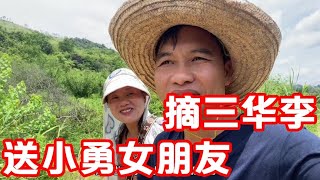 炮哥见小勇带了女朋友回桂林，跟媳妇去摘三华李，送给他尝一下【广西炮哥的生活】