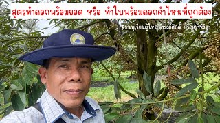 สูตรทำดอกพร้อมยอด หรือ ทำใบพร้อมดอกคำไหน ที่ถูกต้อง | EP.163