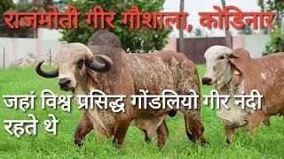 Gir cow farm in gujarat | shri rajmoti gir gaushala |