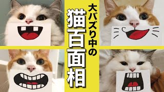 話題の猫百面相をやってみたら面白すぎたｗｗｗ【関西弁でしゃべる猫】 【猫アテレコ】