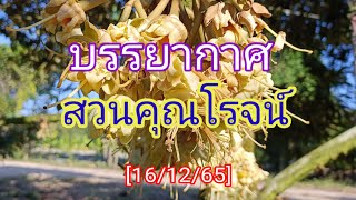 บรรยากาศปัจจุบัน สวนคุณโรจน์[16/12/65]