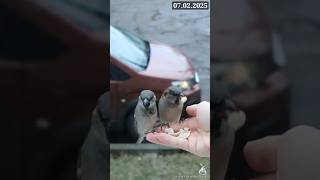 Feeding Birds - Sparrows, Blue Tits, Great Tits #birds #birdfeeding #birdwatching