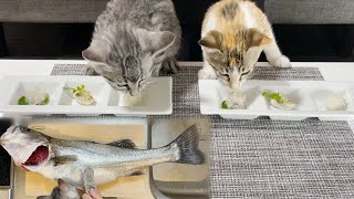 I cooked a sea bass I caught and gave it to a kitten, and it was too cute