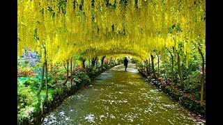 Top 10 Most Beautiful Tree Tunnels in world 2018