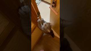 ネコと子ネコとおじさん　デマチのキジトラニャーンの爪研ぎアピール　#shorts #cat #猫 #保護猫