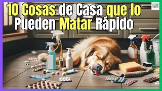 🔴 10 COSAS DE CASA QUE PUEDEN MATAR A UN PERRO INSTANTÁNEAMENTE 🔴