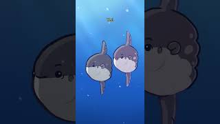 Ocean Sunfish 0 🌕🐡 #animation #original #cartoon