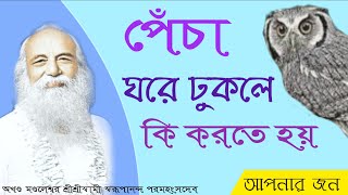 ঘরে পেঁচা ঢুকলে কি করবেন | What Yo Do if an Owl Rnters The House | ধৃতং প্রেম্না | Brahmacharyam