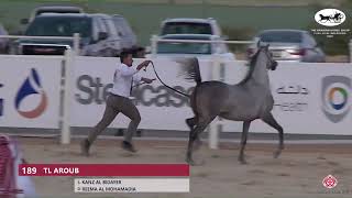 N.189 TL AROUB - The Arabian Horse Show for local Breeders 2022 - Fillies 2 Years Old (Class 2A)