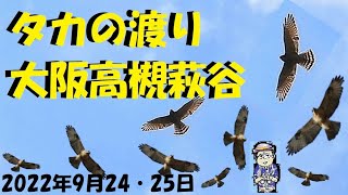 秋のタカの渡り､大阪高槻萩谷総合公園の場合、2022年9月25日はサシバ 619羽、ハチクマ 117羽 、ノスリ 6羽、 ツミ4羽のタカ柱、野鳥観察、うっちー探検発見ほっとけん、、内山裕之